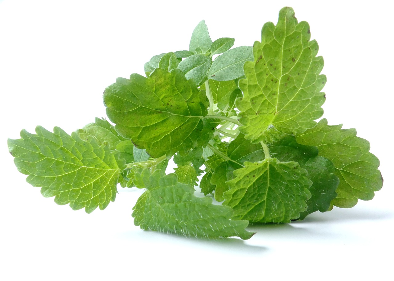 Lemon Balm In Spanish Translation